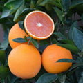 Cara Cara Orange Plant | Dwarf and Hybrid Plants