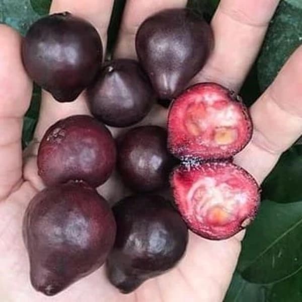 Purple Forest Guava Plant| Dwarf and Hybrid Plants