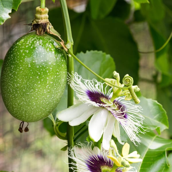Passion Fruit Plant | Dwarf and Hybrid Plants