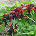 Mulberry Plant Hybrid | Dwarf and Hybrid Plants