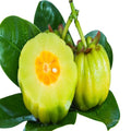 Kudampuli Fruit Plant| Dwarf and Hybrid Plants