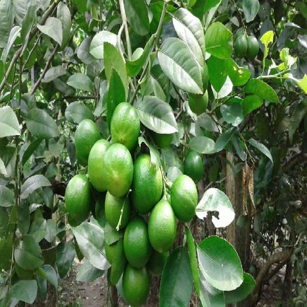 Thai Pati Lemon Plant | Dwarf and Hybrid Plants