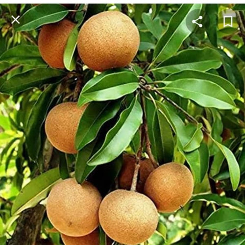 All Time Cricket Ball Chiku Plant | Dwarf and Hybrid Plants