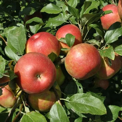 Anna Apple Plant Grafting | Dwarf and Hybrid Plants