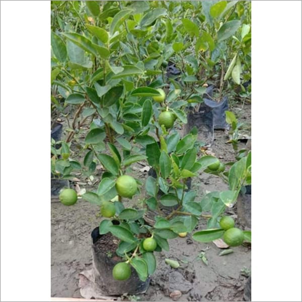 All Time Kolkata Lemon Plant| Dwarf and Hybrid Plants