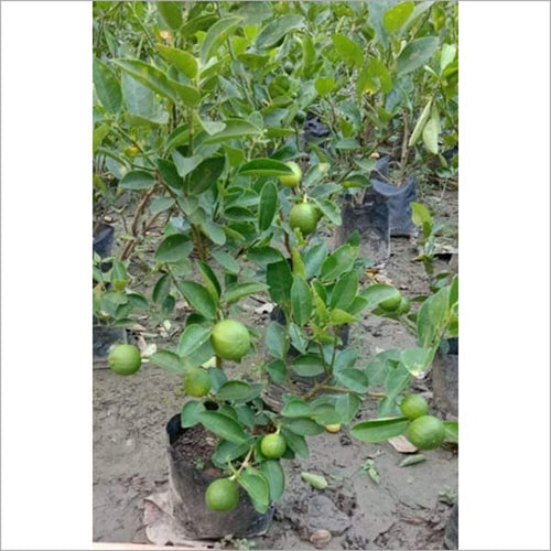 All Time Kolkata Lemon Plant| Dwarf and Hybrid Plants