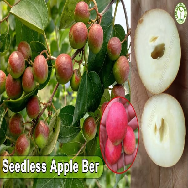 Thai All Time Seedless Apple Ber Plant | Dwarf and Hybrid Plants