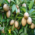 Kalapati Chiku Plant | Dwarf and Hybrid Plants