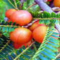 Red Amla Plant Hybrid Grafting8