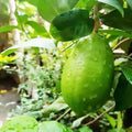 Gandharaj Lemon Plant | Dwarf and Hybrid Plants