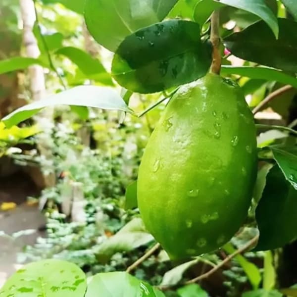 Gandharaj Lemon Plant | Dwarf and Hybrid Plants