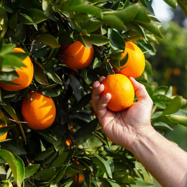 Valencia Olinda Orange Plant | Dwarf and Hybrid Plants