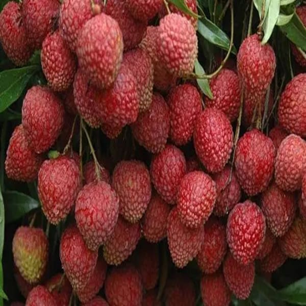 Muzaffarpur Shahi Litchi Plant| Dwarf and Hybrid Plants