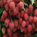 Muzaffarpur Shahi Litchi Plant| Dwarf and Hybrid Plants