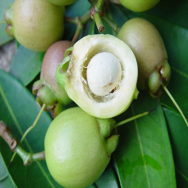 Rose Apple Plant Hybrid