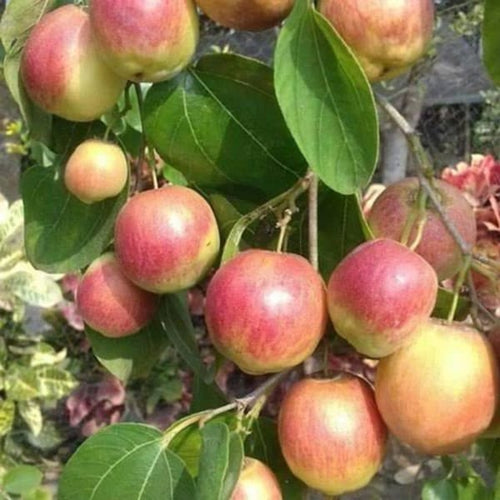 All Time Grafted Kasmiri Apple Ber Plant | Dwarf and Hybrid Plants