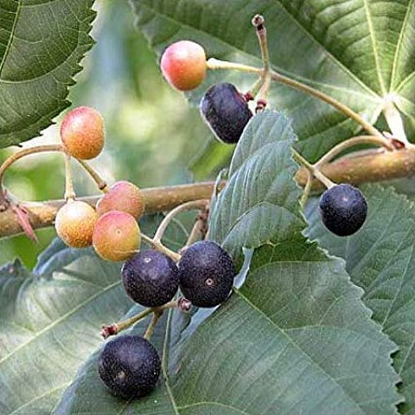 Falsa Fruit Plant Hybrid | Dwarf and Hybrid Plants