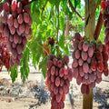 Red Grapes Plant Thai Verity Seedless| Dwarf and Hybrid Plants