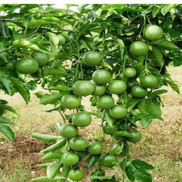 Passion Fruit Plant | Dwarf and Hybrid Plants