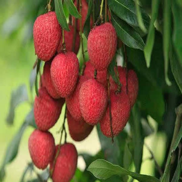 Bombai Litchi Plant