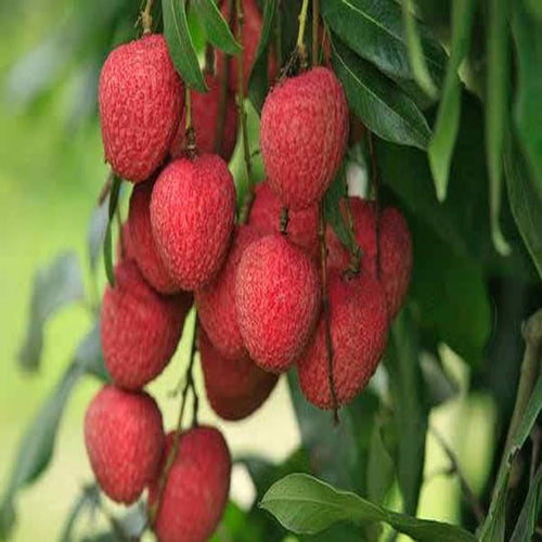 Bombai Litchi Plant