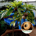 Variegated Chiku Plant| Dwarf and Hybrid Plants