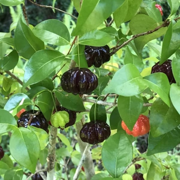 Black Surinam Cherry Fruit Plant | Dwarf and Hybrid Plants