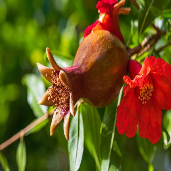 Purple Heart Pomegranate Plant | Dwarf and Hybrid Plants