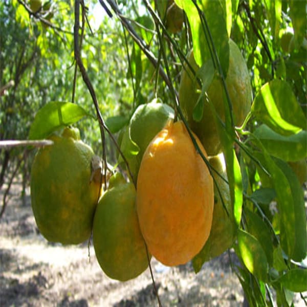 Nagpur Orange Plant| Dwarf and Hybrid Plants