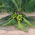 Vietnam Hybrid Coconut Plant| Dwarf and Hybrid Plants