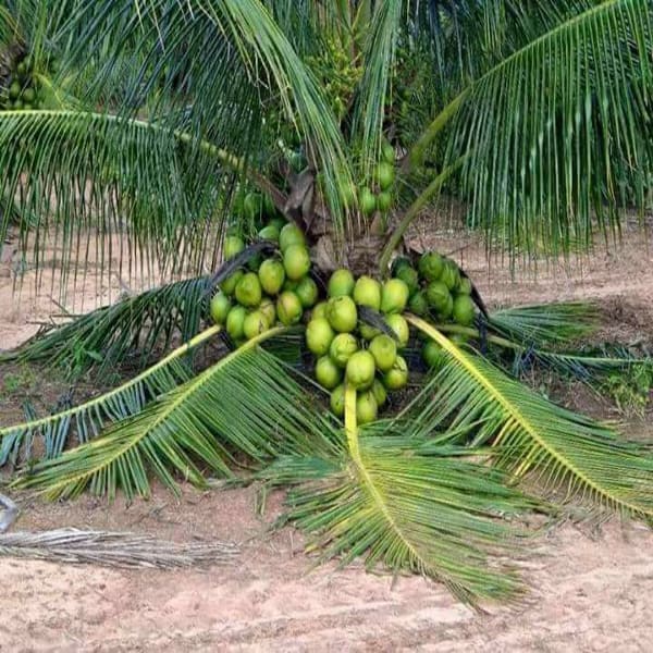 Vietnam Hybrid Coconut Plant| Dwarf and Hybrid Plants