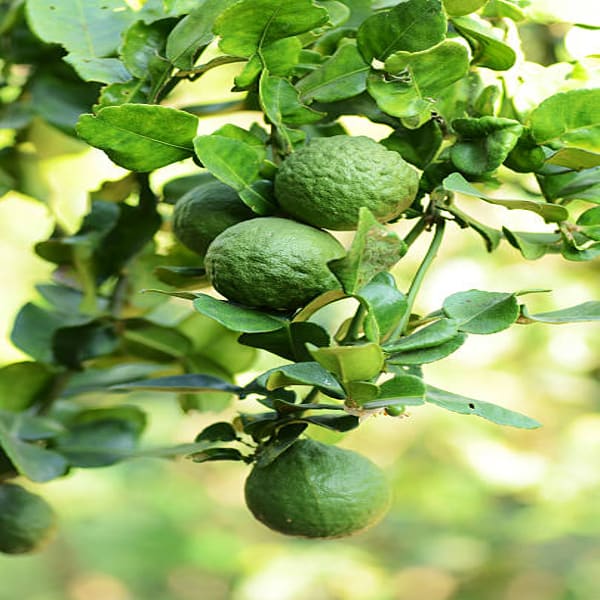 Kafir Lemon Plant | Dwarf and Hybrid Plants