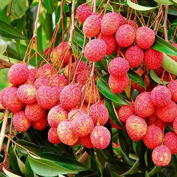 Bombai Litchi Plant