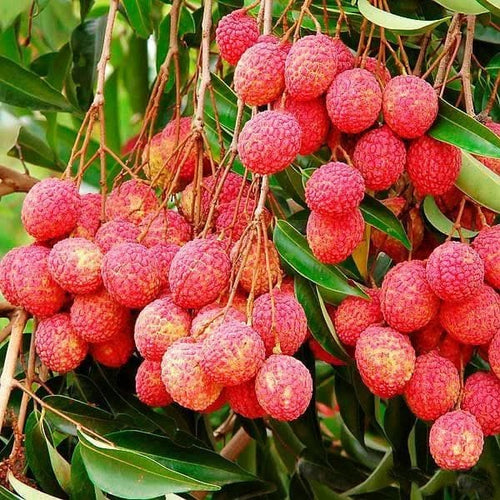Bombai Litchi Plant