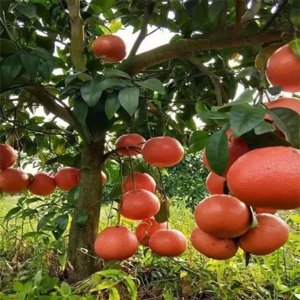 Red Pomelo Orange Plant| Dwarf and Hybrid Plants