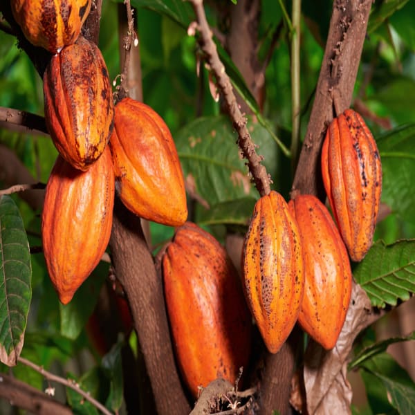 Coco Fruit Plant| Dwarf and Hybrid Plants