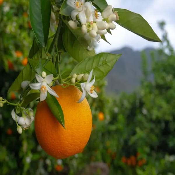 Jaffa Orange Plant | Dwarf and Hybrid Plants