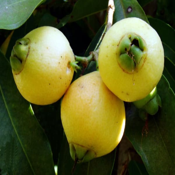Rose Apple Plant Hybrid