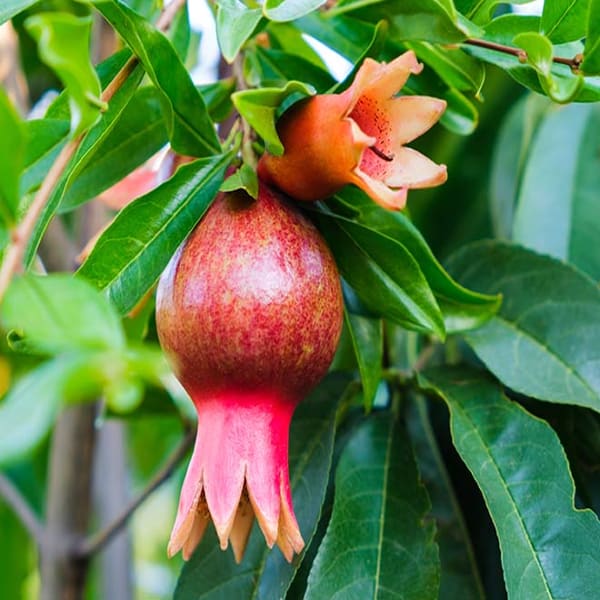 Texas Pink Pomegranate Plant | Dwarf and Hybrid Plants
