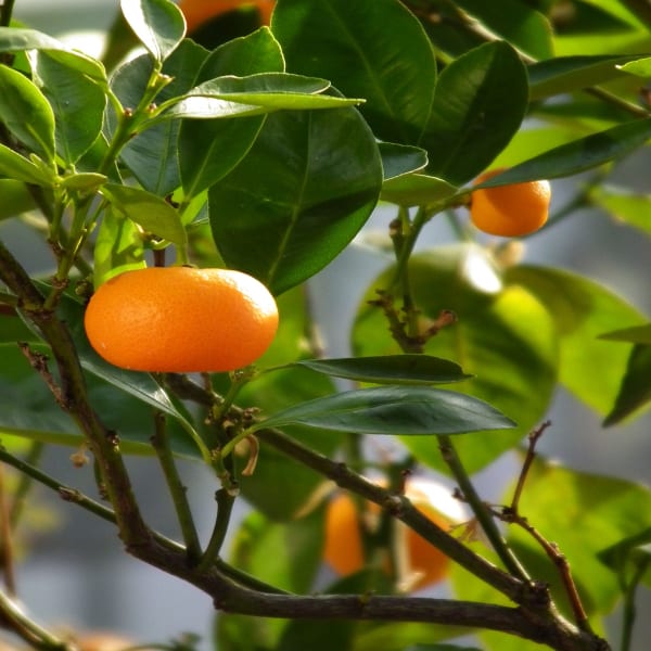 Mandarin Orange Plant| Dwarf and Hybrid Plants