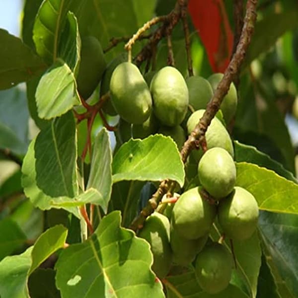 Indian Verity Olive Plant | Dwarf and Hybrid Plants
