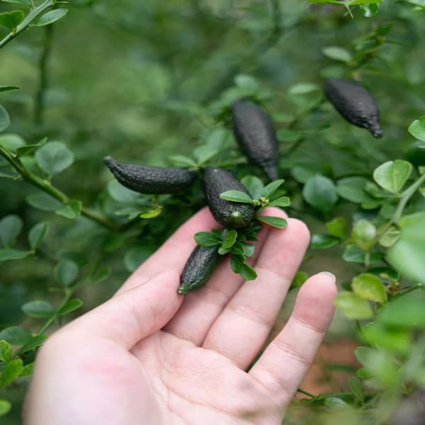 Finger Lemon Plant | Dwarf and Hybrid Plants