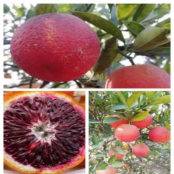Red Malta Orange Plant | Dwarf and Hybrid Plants