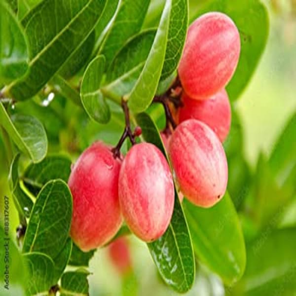 Sweet Karanda Fruit Plant Hybrid | Dwarf and Hybrid Plants