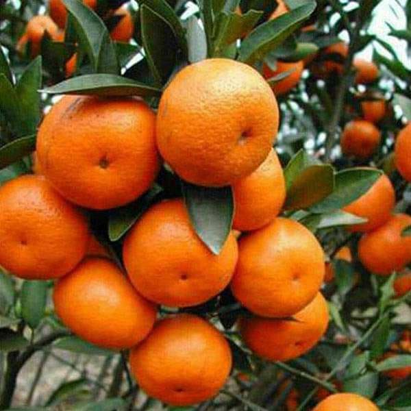 Chatuki Orange Plant | Dwarf and Hybrid Plants