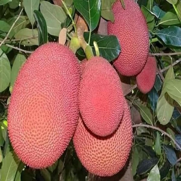 Pink Jackfruit Plant Grafting| Dwarf and Hybrid Plants