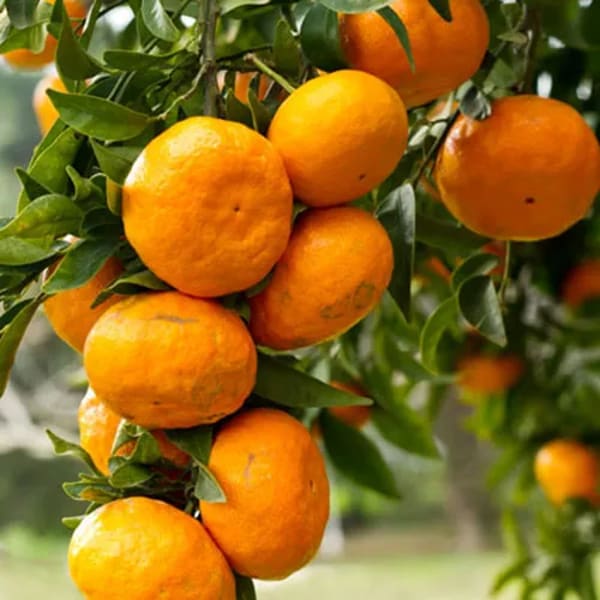 Kinnow Orange Plant | Dwarf and Hybrid Plants