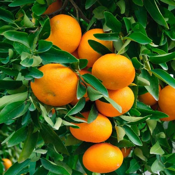 Dancy Orange Plant | Dwarf and Hybrid Plants