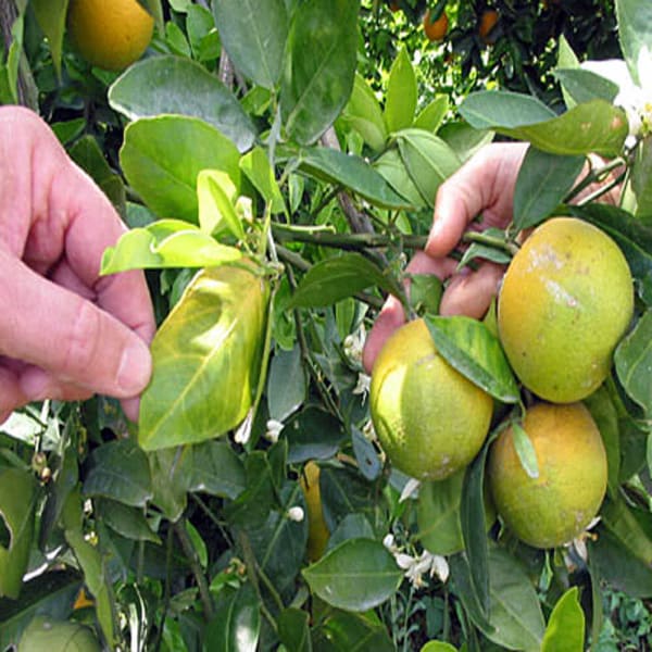 Big Green Orange Plant | Dwarf and Hybrid Plants