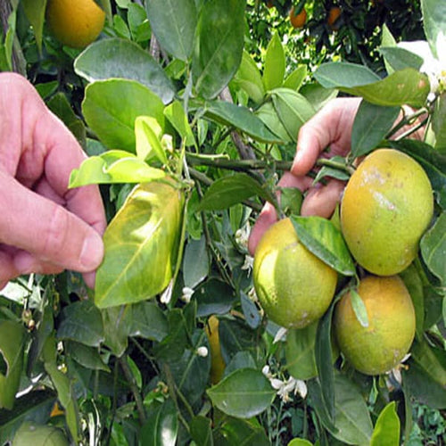 Big Green Orange Plant | Dwarf and Hybrid Plants